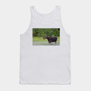 Canadian Moose, Algonquin Park, Canada Tank Top